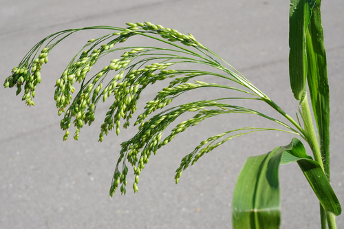 Broomcorn millet (Panicum miliaceum)