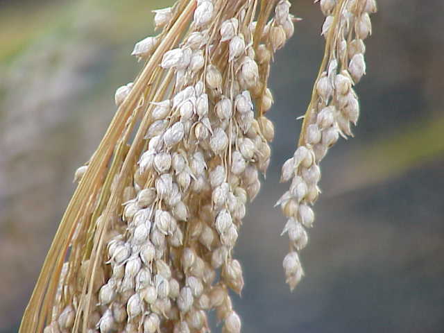 Broomcorn millet: Species : Panicum miliaceum Family : Image No. 1