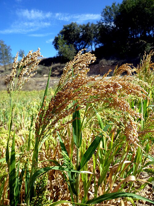 Broomcorn millet: Panicum miliaceum . In Torà (Segarra - Catalunya). To 670 m. altitude