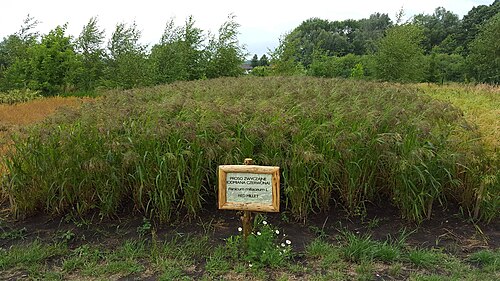Broomcorn millet: Red millet (Panicum miliaceum) exhibition field in Biskupin Archaeological Museum, Poland