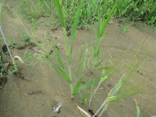 Broomcorn millet (Panicum miliaceum)