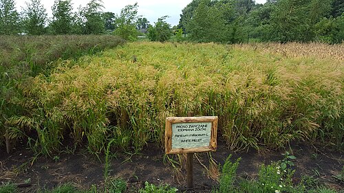 Broomcorn millet: White millet (Panicum miliaceum) exhibition field in Biskupin Archaeological Museum, Poland