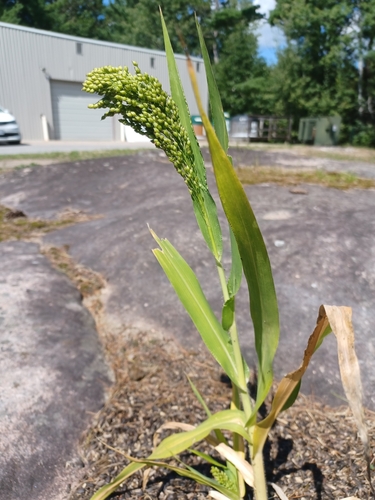 Broomcorn millet (Panicum miliaceum)
