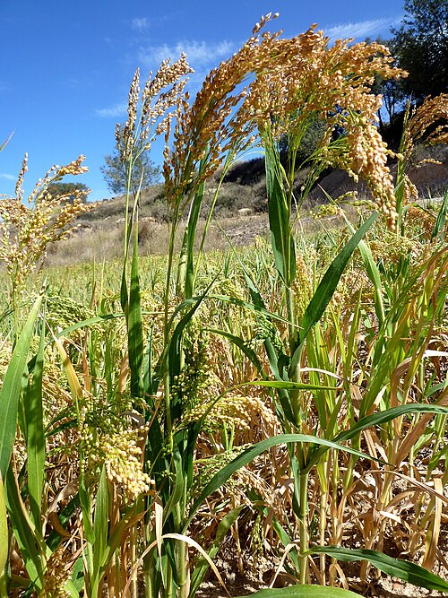 Broomcorn millet: Panicum miliaceum . In Torà (Segarra - Catalunya). To 670 m. altitude