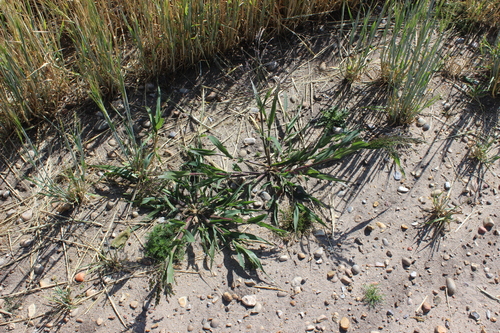 Broomcorn millet (Panicum miliaceum)