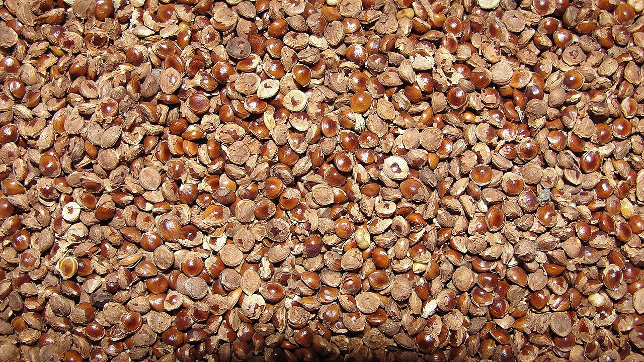 Barefoot panicgrass: A closeup of Varagu millet with husk.