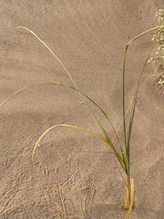 Desert panicgrass (Panicum urvilleanum)