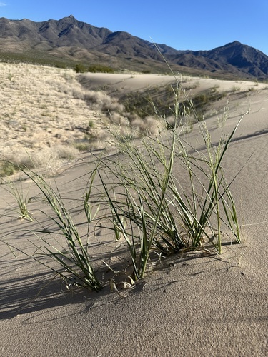 Desert panicgrass (Panicum urvilleanum)