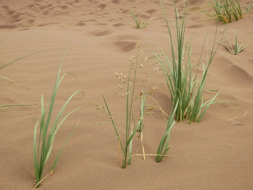 Desert panicgrass (Panicum urvilleanum)