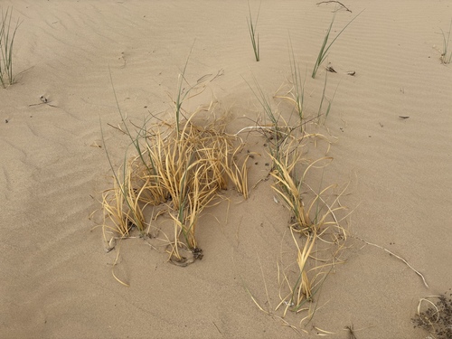 Desert panicgrass (Panicum urvilleanum)