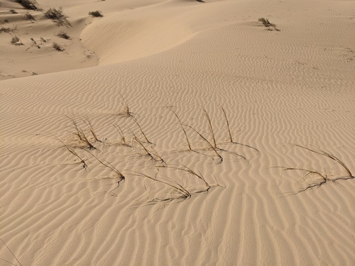 Desert panicgrass (Panicum urvilleanum)