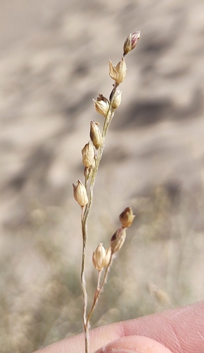 Desert panicgrass (Panicum urvilleanum)