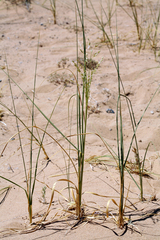 Desert panicgrass (Panicum urvilleanum)