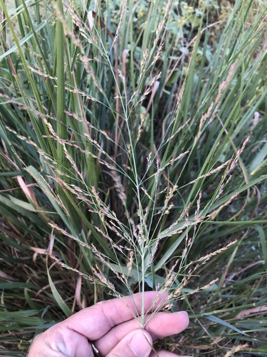 Switchgrass (Panicum virgatum)