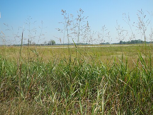 Switchgrass: Panicum virgatum (switchgrass) coexists with many other warm season grasses especially along roadsides, suggesting warm season grasses in general tolerate fairl