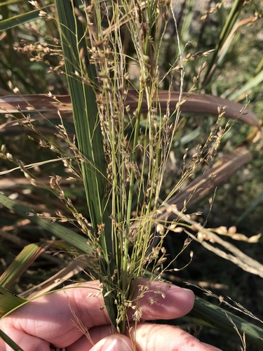 Switchgrass (Panicum virgatum)
