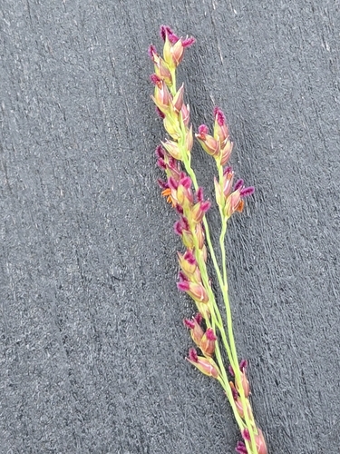 Switchgrass (Panicum virgatum)