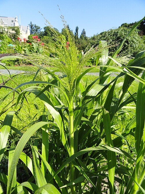 Switchgrass: Botanical specimen. The University of Helsinki Botanical Garden at Kaisaniemi. This appears to be Panicum virgatum 'Fontaine.'