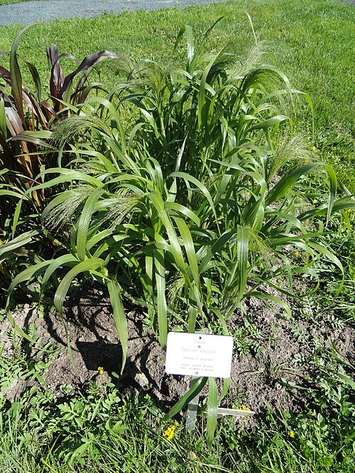Switchgrass: Botanical specimen. The University of Helsinki Botanical Garden at Kaisaniemi. This appears to be Panicum virgatum 'Fontaine.'