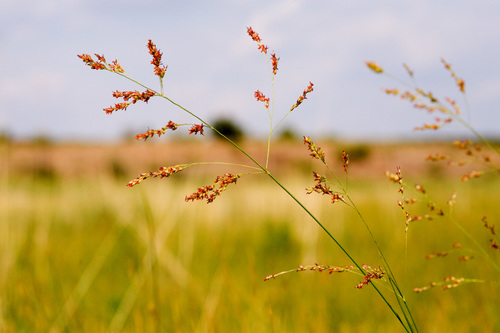 Switchgrass (Panicum virgatum)