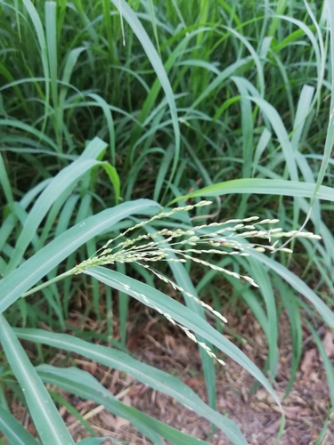 Switchgrass (Panicum virgatum)