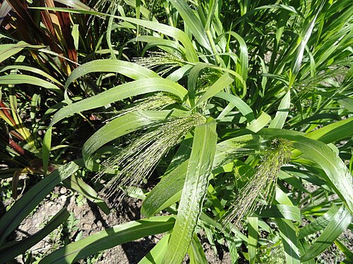 Switchgrass: Botanical specimen. The University of Helsinki Botanical Garden at Kaisaniemi. This appears to be Panicum virgatum 'Fontaine.'