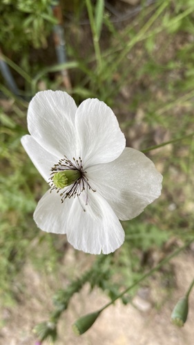 Long-headed poppy (Papaver dubium)