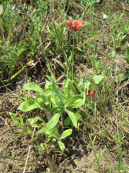 Long-headed poppy: Saat-Mohn ( Papaver dubium ) am Rand vom Landschaftsschutzgebiet „Hockenheimer Rheinbogen“ - ursprünglich aus dem Mittelmeerraum
