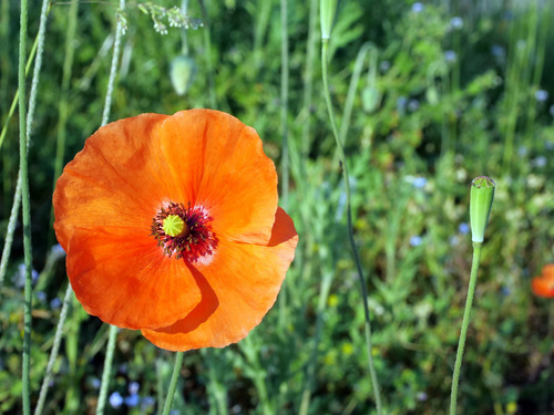 Long-headed poppy
