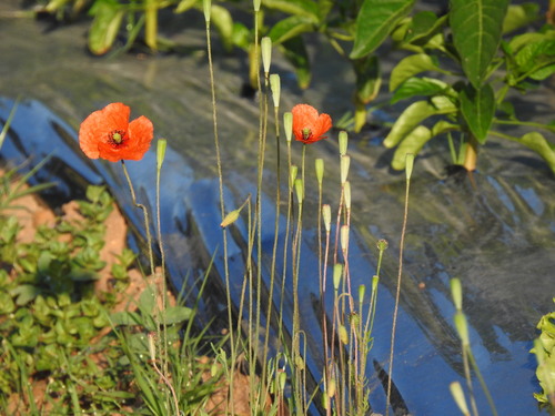 Long-headed poppy (Papaver dubium)