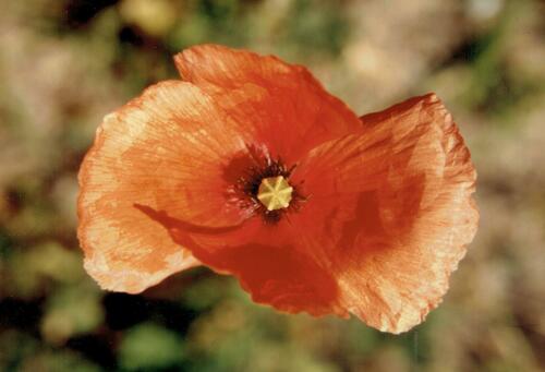 Long-headed poppy (Papaver dubium)