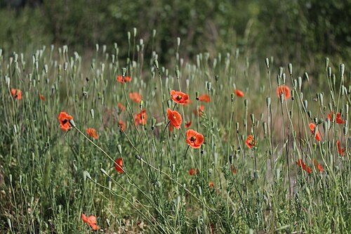Long-headed poppy: Common Poppy - Papaver rhoeas Papaver dubium