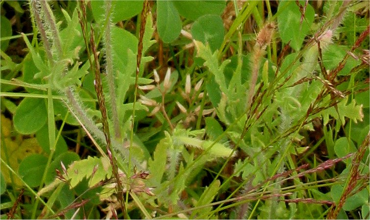 Long-headed poppy (Papaver dubium)