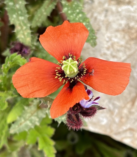 Long-headed poppy (Papaver dubium)