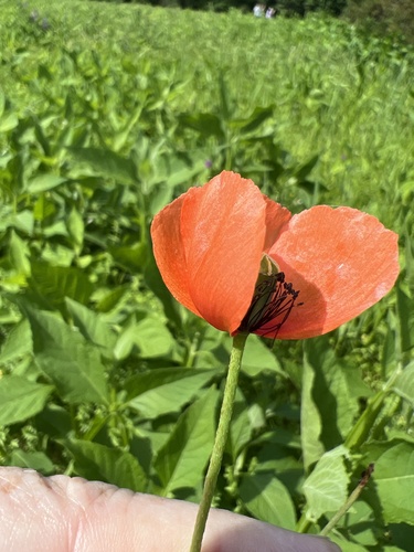 Long-headed poppy (Papaver dubium)