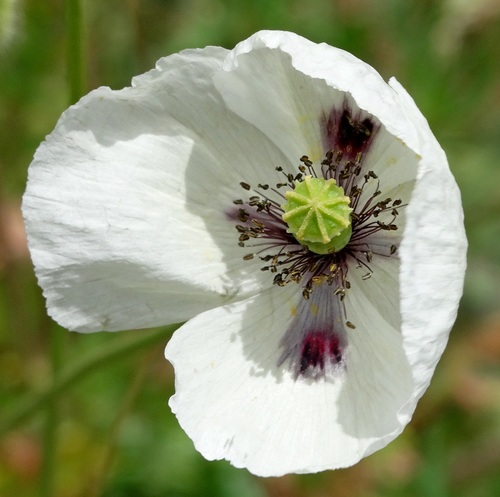 Long-headed poppy (Papaver dubium)
