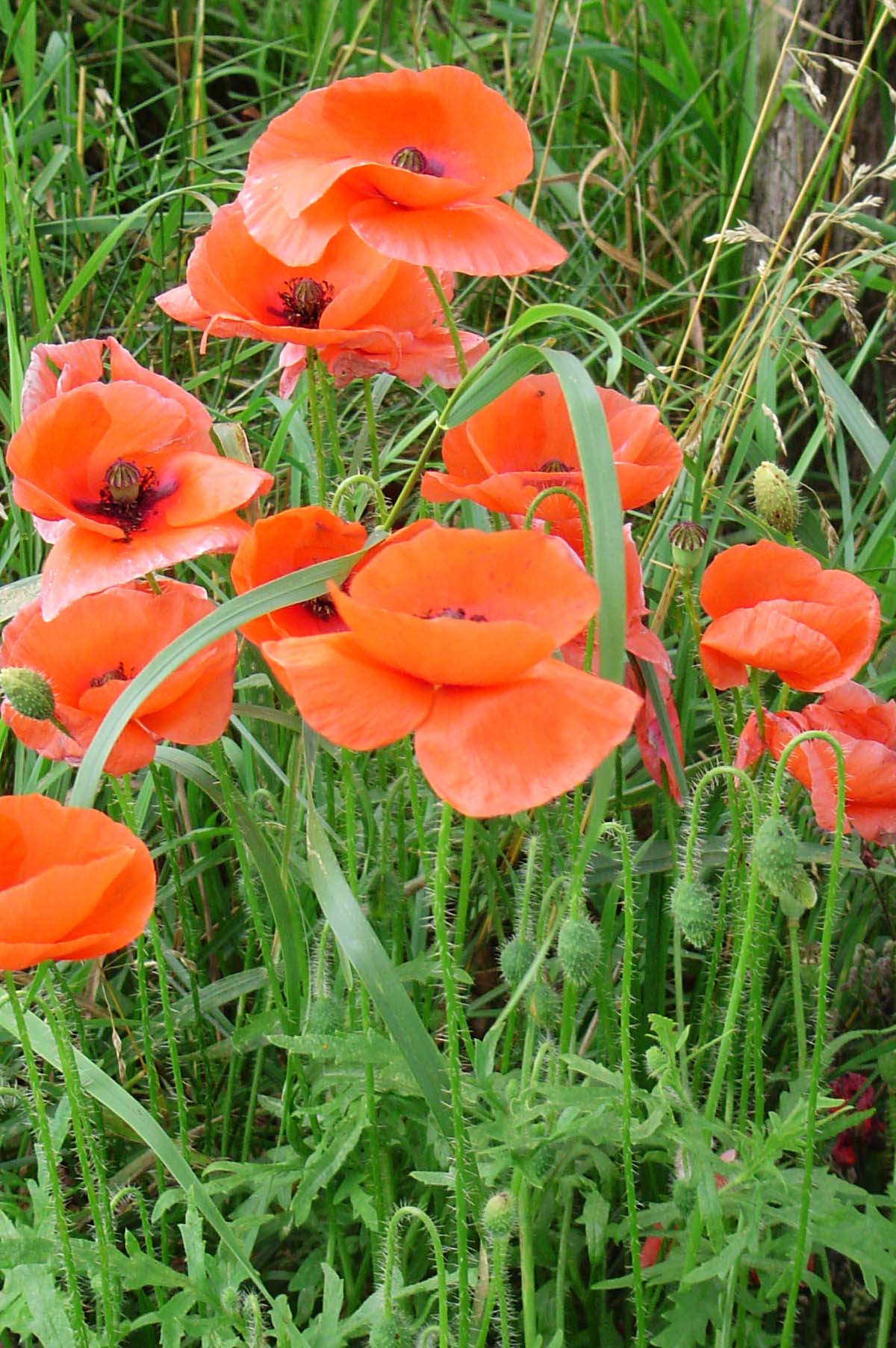 Long-headed poppy: klaproos; eigen foto