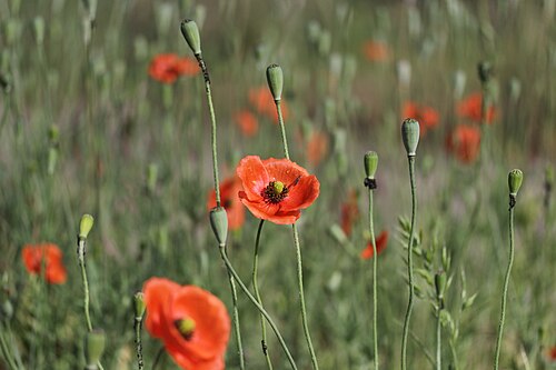 Long-headed poppy: Common Poppy - Papaver rhoeas Papaver dubium