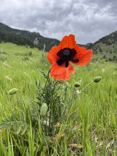 Oriental poppy (Papaver orientale)
