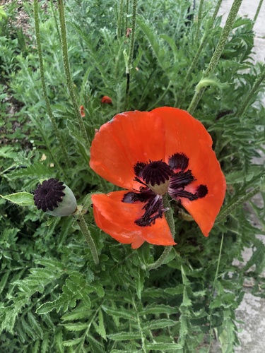 Oriental poppy (Papaver orientale)