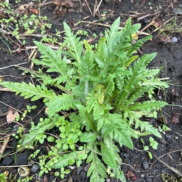 Oriental poppy (Papaver orientale)