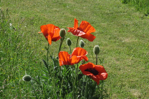 Oriental poppy (Papaver orientale)
