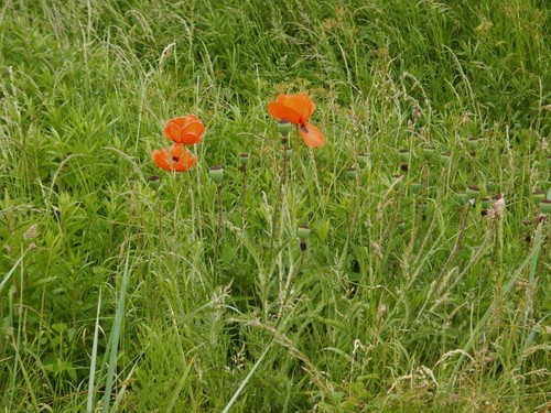 Oriental poppy (Papaver orientale)