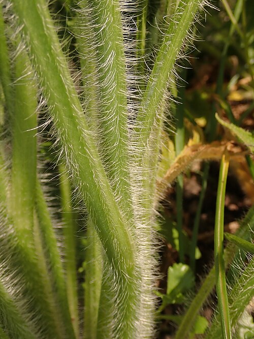 Oriental poppy: Papaver orientale , allotment garden in Szczecin, West Pomeranian Voivodeship, Poland.