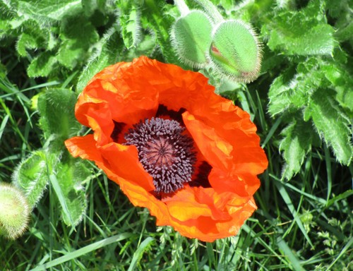 Oriental poppy (Papaver orientale)