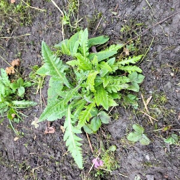 Oriental poppy (Papaver orientale)