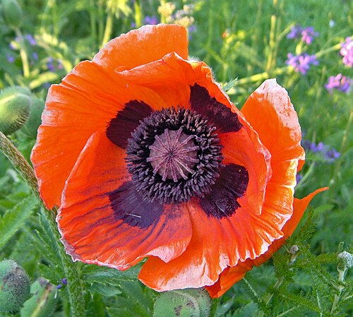 Oriental poppy (Papaver orientale)