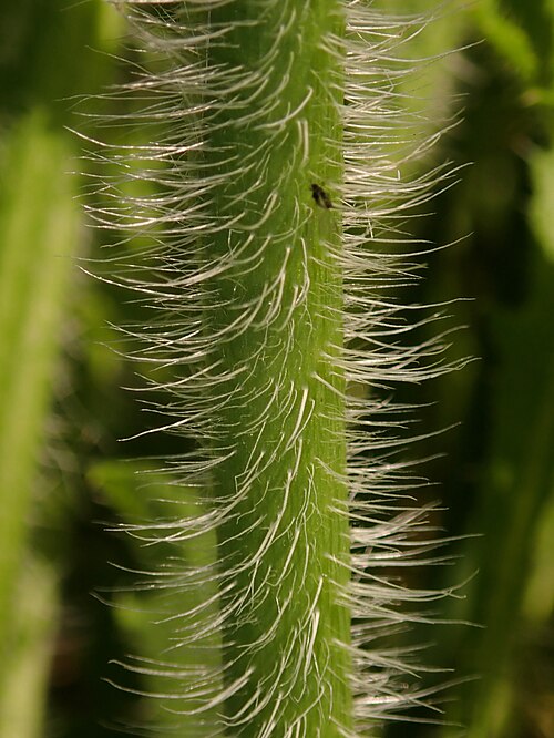 Oriental poppy: Papaver orientale , allotment garden in Szczecin, West Pomeranian Voivodeship, Poland.