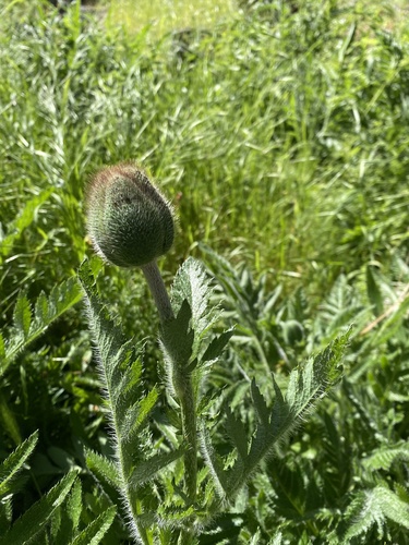 Oriental poppy (Papaver orientale)