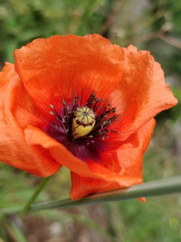 Mediterranean poppy (Papaver pinnatifidum)